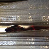 IMG_2342.JPG